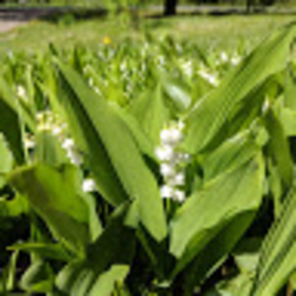 Meet your Posher, Kelsey - Picture 1 of 1